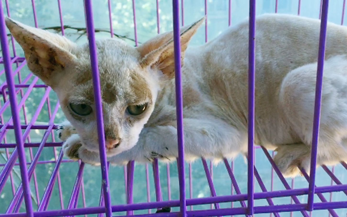 【流浪猫救助】浑身十几处猫癣,送不走了这个担子还是我来扛吧.