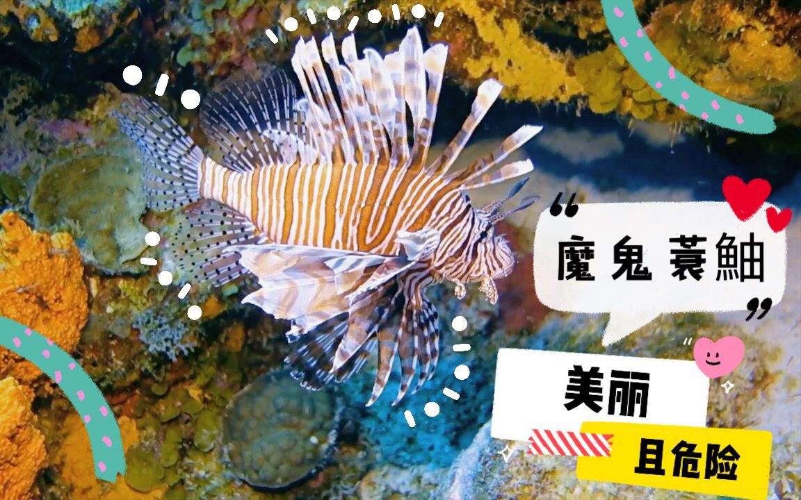 [图]【潜水识鱼】潜水时你可能遇到的最上镜的鱼狮子鱼，一种既美丽又危险的鱼