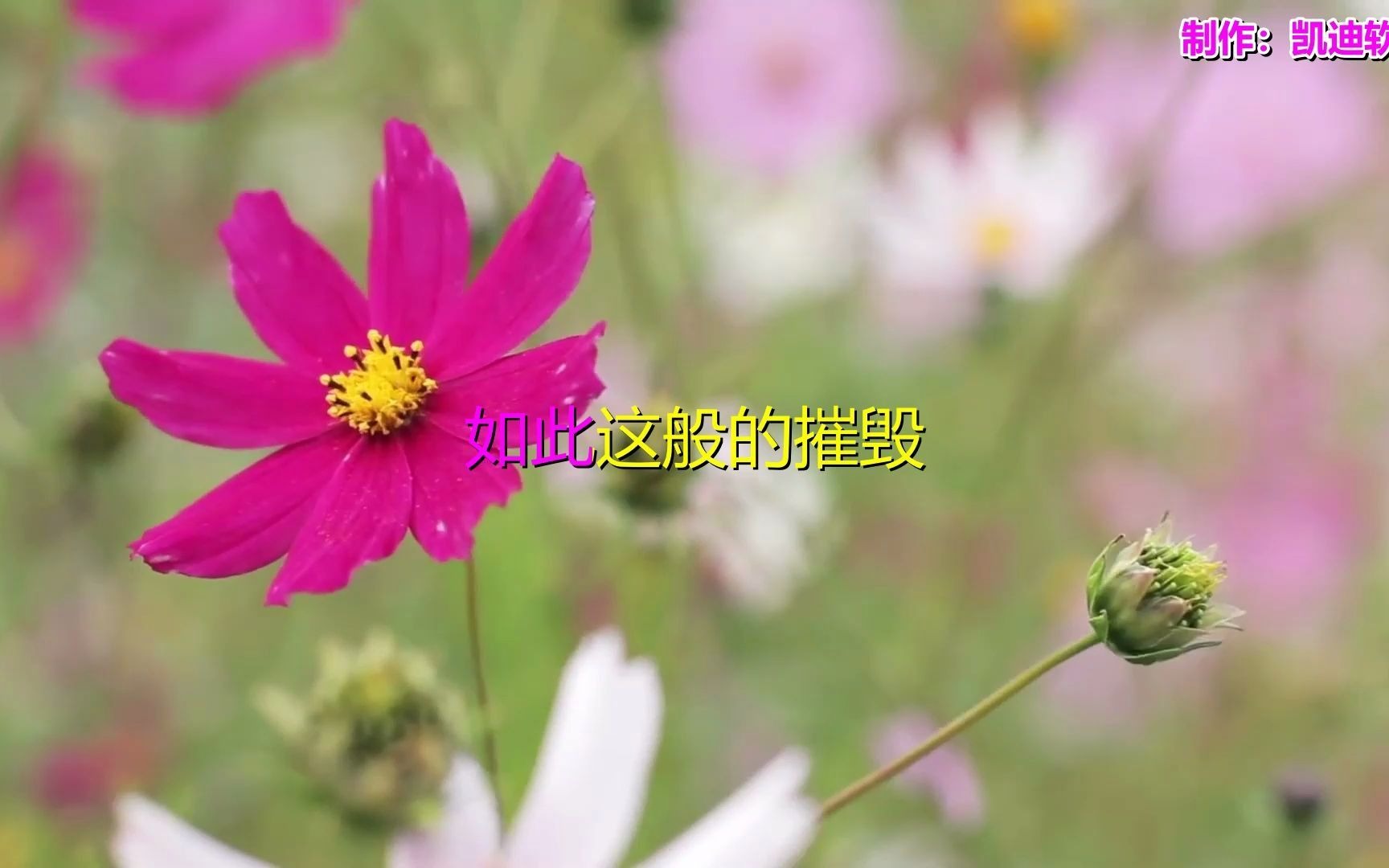 《聆听》经典歌曲,小影制作相册mv哔哩哔哩bilibili