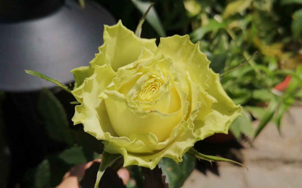 冷门月季神品—柠檬水