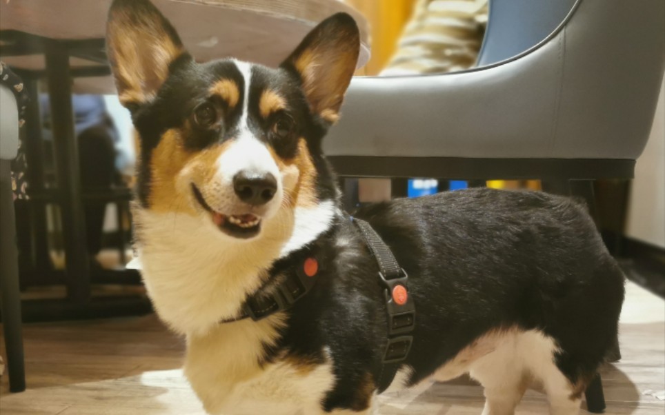 黑背柯基--你是我的可遇不可求,我的柚子,爱你._哔哩哔哩_bilibili