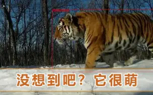 Download Video: “完达山1号”近况如何？监控捕捉到可爱1幕：对着镜头连续亲吻