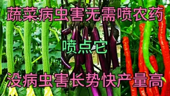 蔬菜生病虫害不用喷农药，给它叶上喷点东西，病虫消失产量高