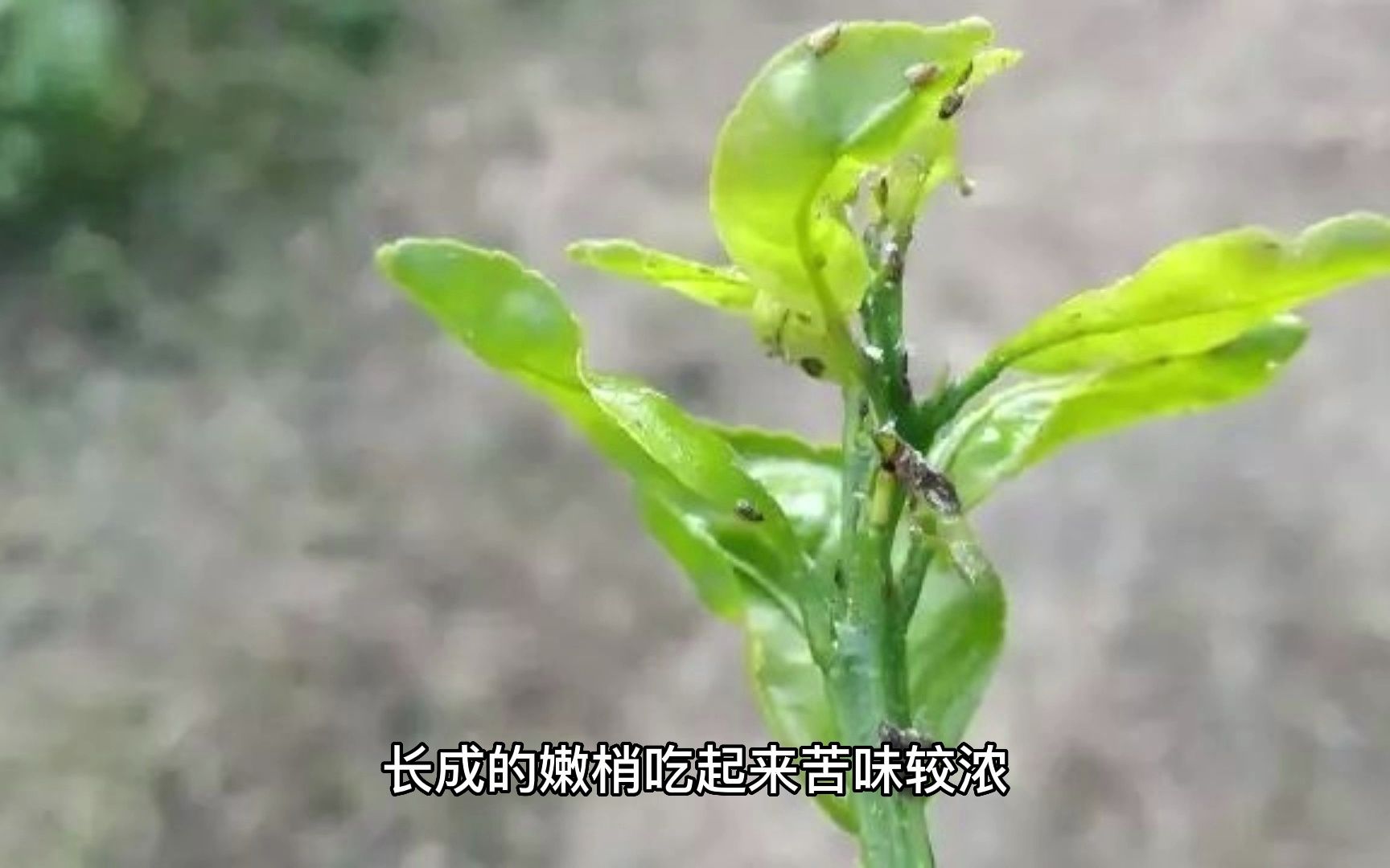 神奇的植物(龙葵)哔哩哔哩bilibili