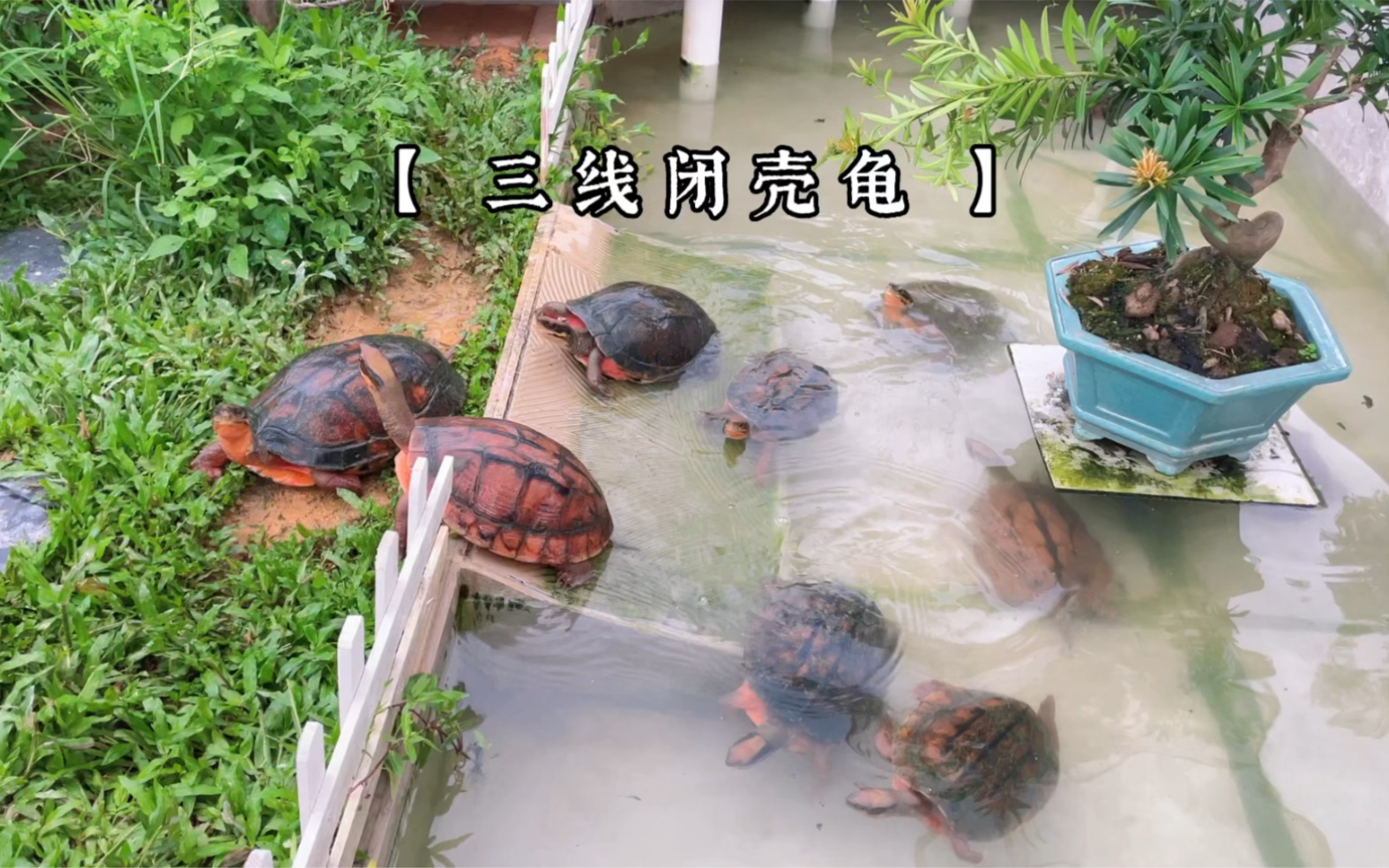 三线闭壳龟,俗称金钱龟,属于偏水性的乌龟,杂食动物_哔哩哔哩_bilibili