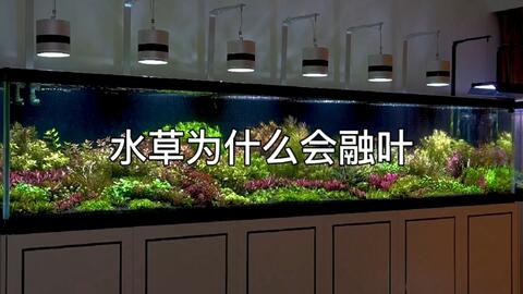 安全でない資格周囲水槽水草照明 Japan C C Jp