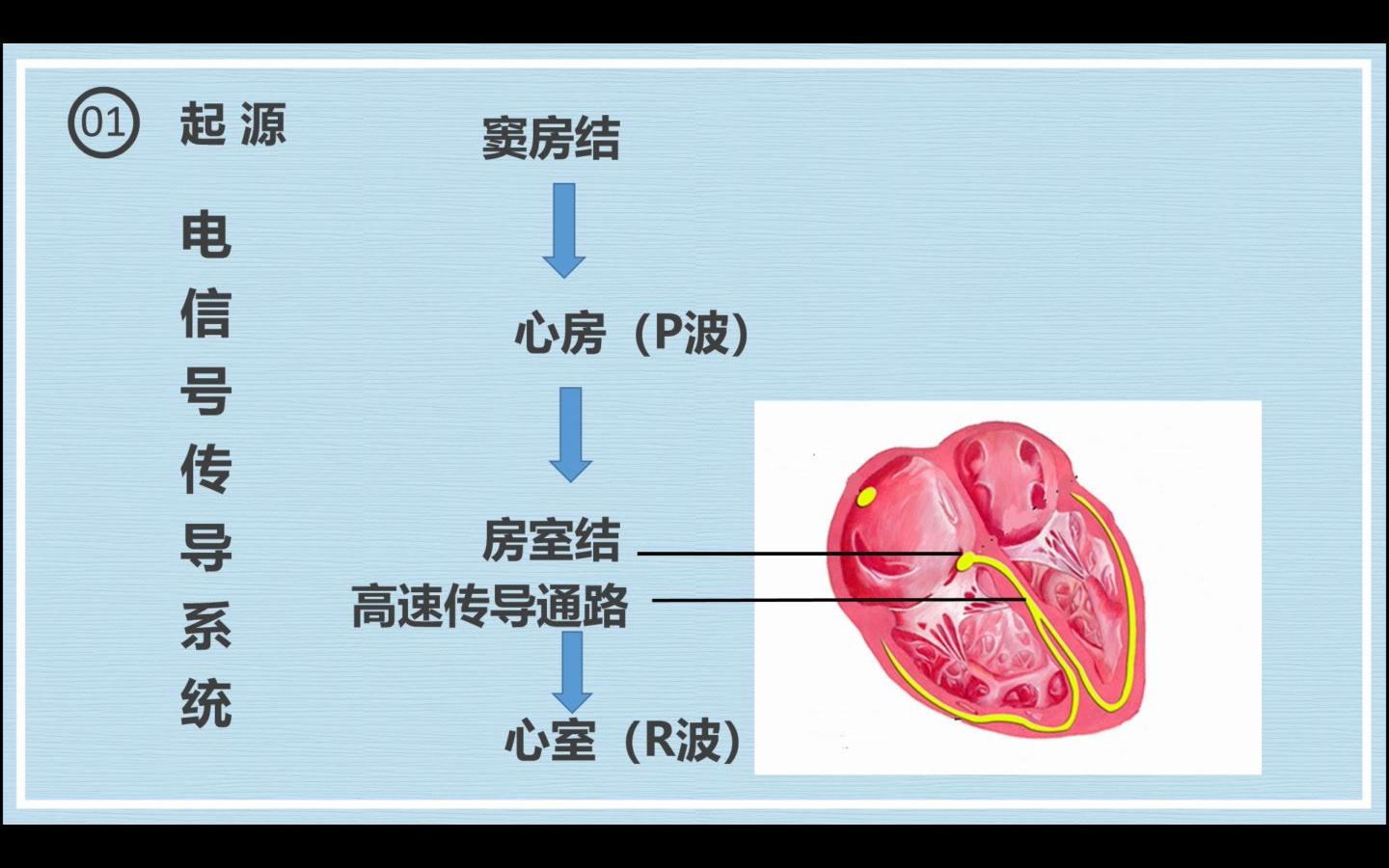 【心电图该怎么看】02.心电传导系统的建立哔哩哔哩bilibili