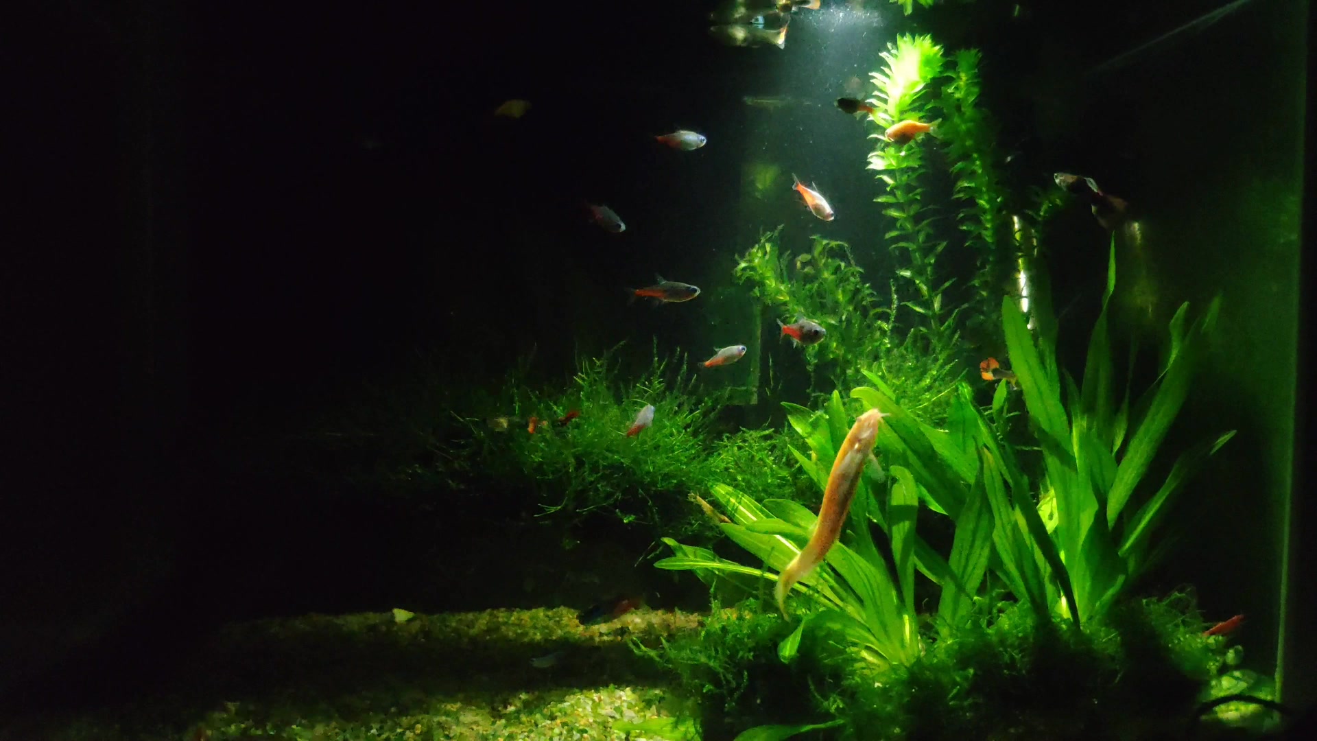 4k 高清鱼缸日常 喜欢就一键三连吧 不三连也投个币吧.