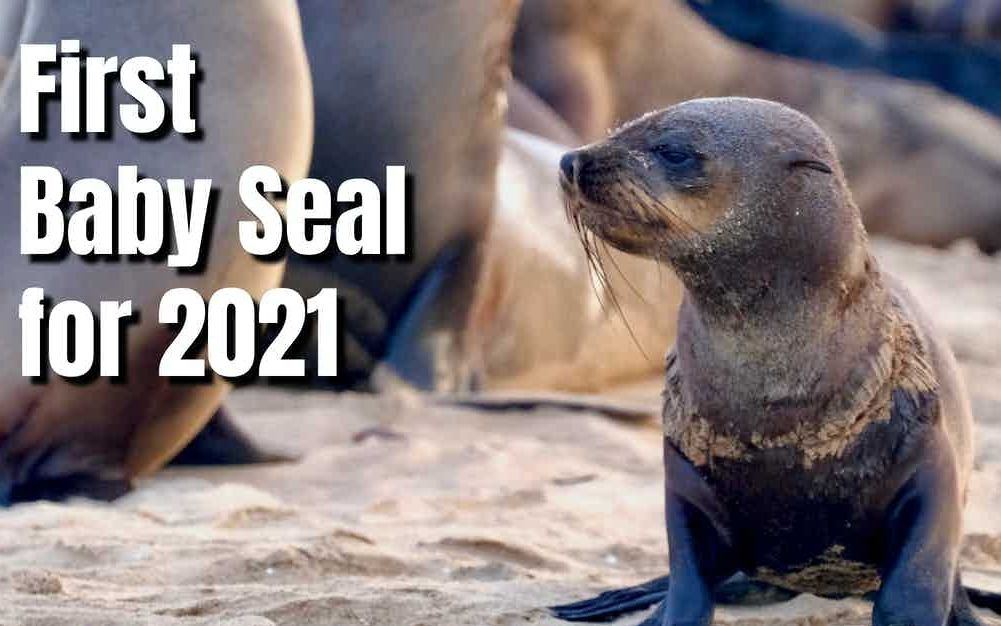 2021年救出的第一只小海狮【纳米比亚海洋保护队】