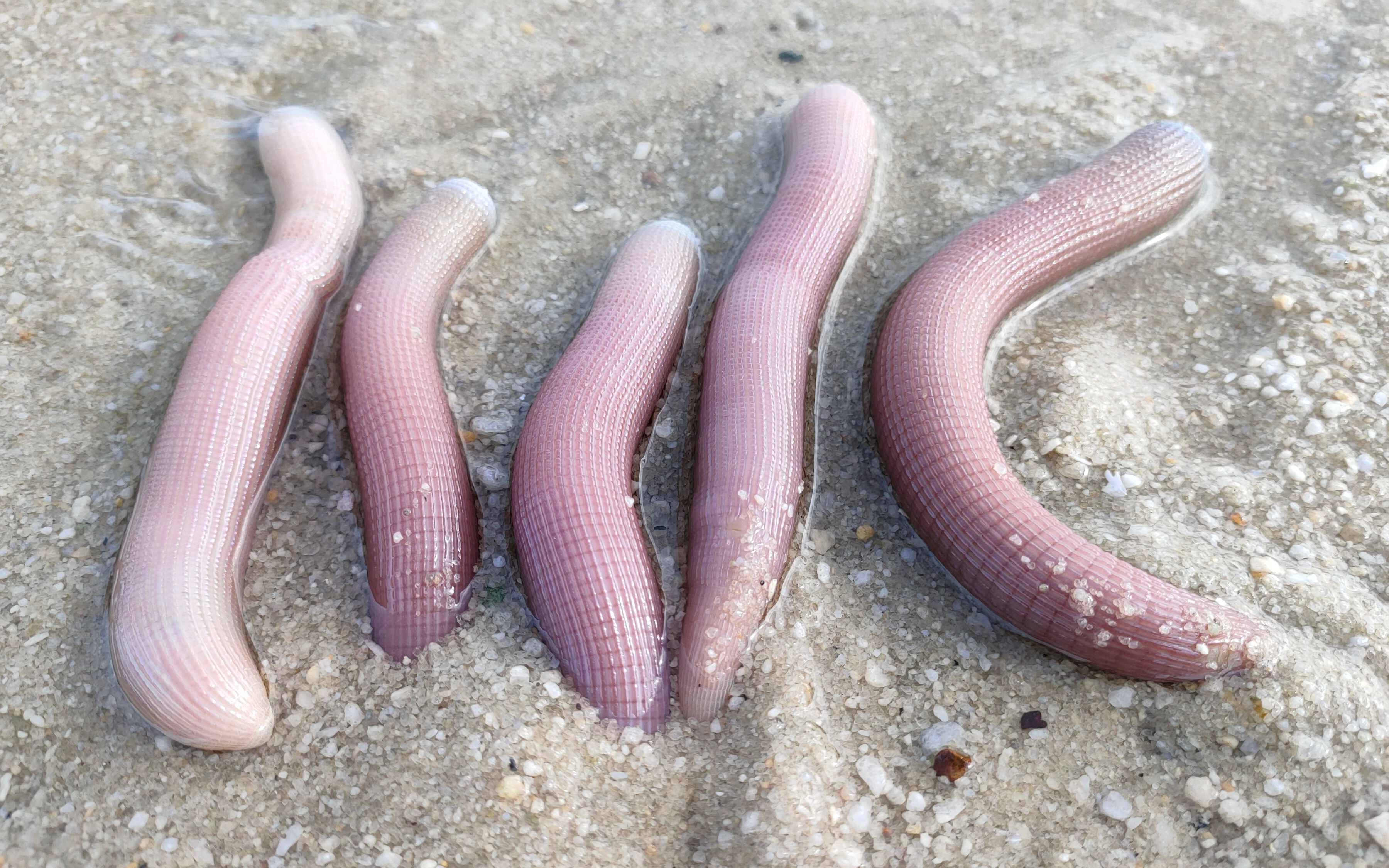 刚刚退潮,有些沙虫眼很浅的,小渔赶海发现立马开挖