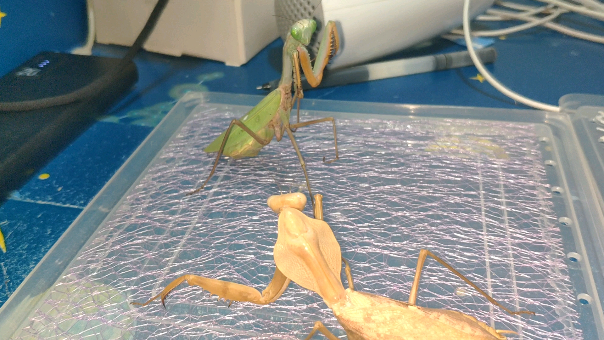 巴布亚斧螳vs克氏菱背螳(1/3)