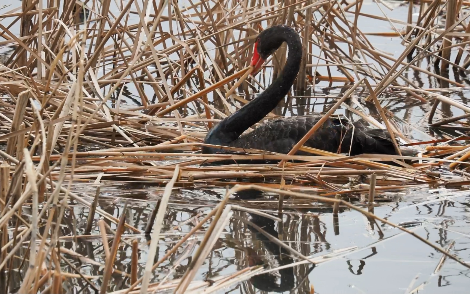 颐和园的黑天鹅在搭窝