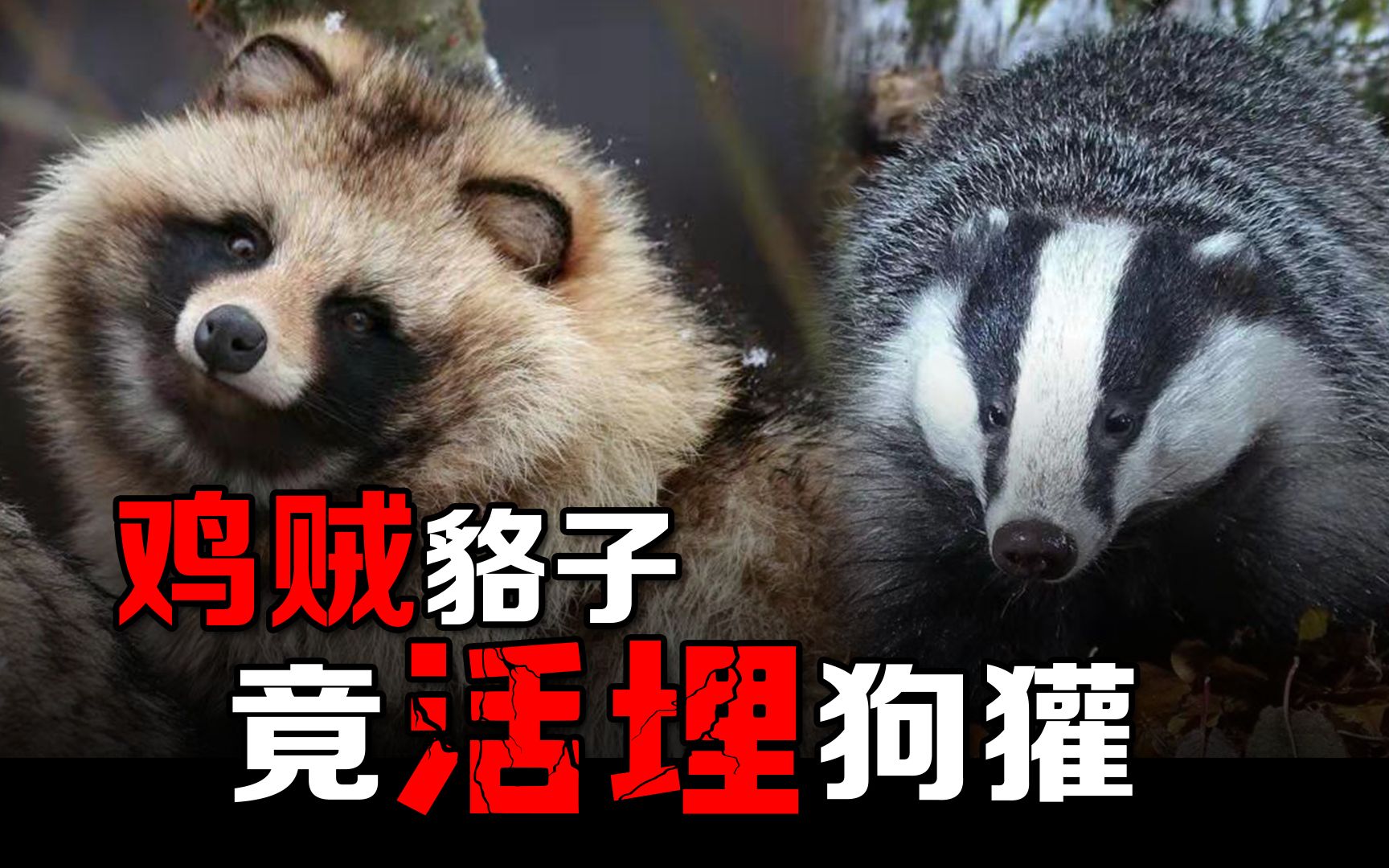 东亚貉入侵欧洲,杀得狗獾断子绝孙,多亏猞猁救命