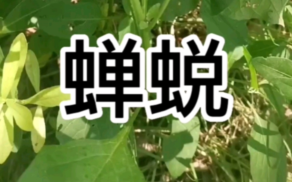 中草药蝉蜕哔哩哔哩bilibili