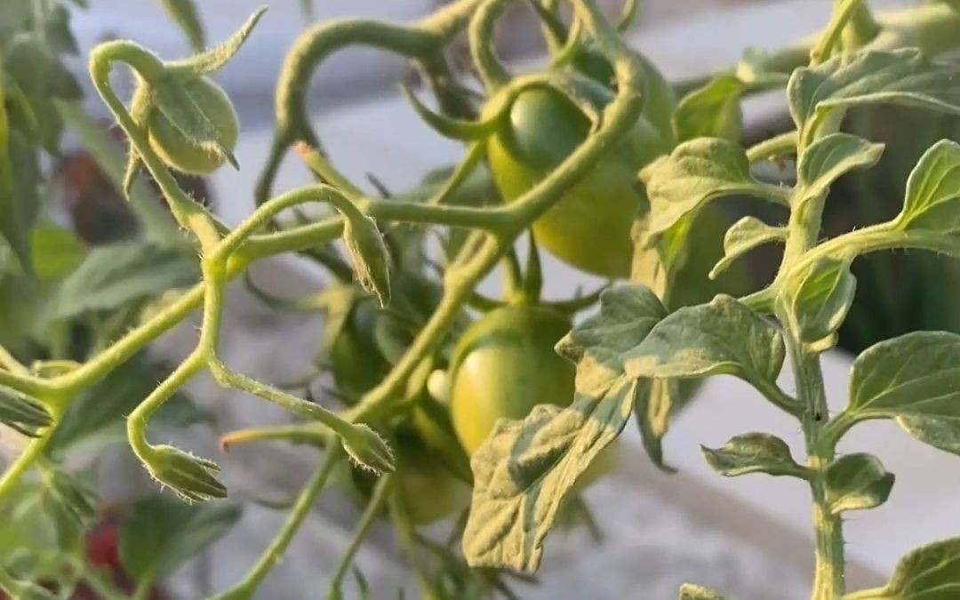 [图]小番茄种植记