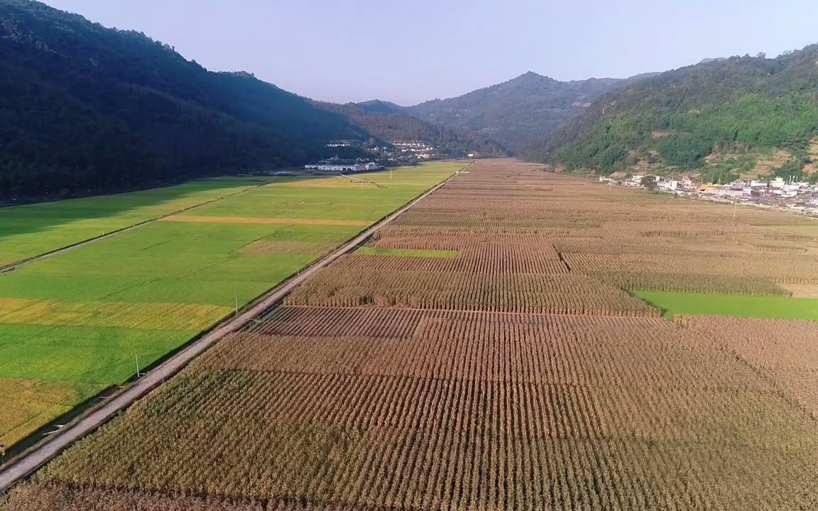 [图]沧源佤族自治县积极推进烟粮协同一体发展，唱响新时代阿佤人民幸福之歌。#发现沧源之美 #乡村振兴dou行动