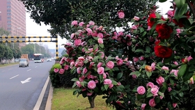 茶花品种推荐 哔哩哔哩 つロ干杯 Bilibili