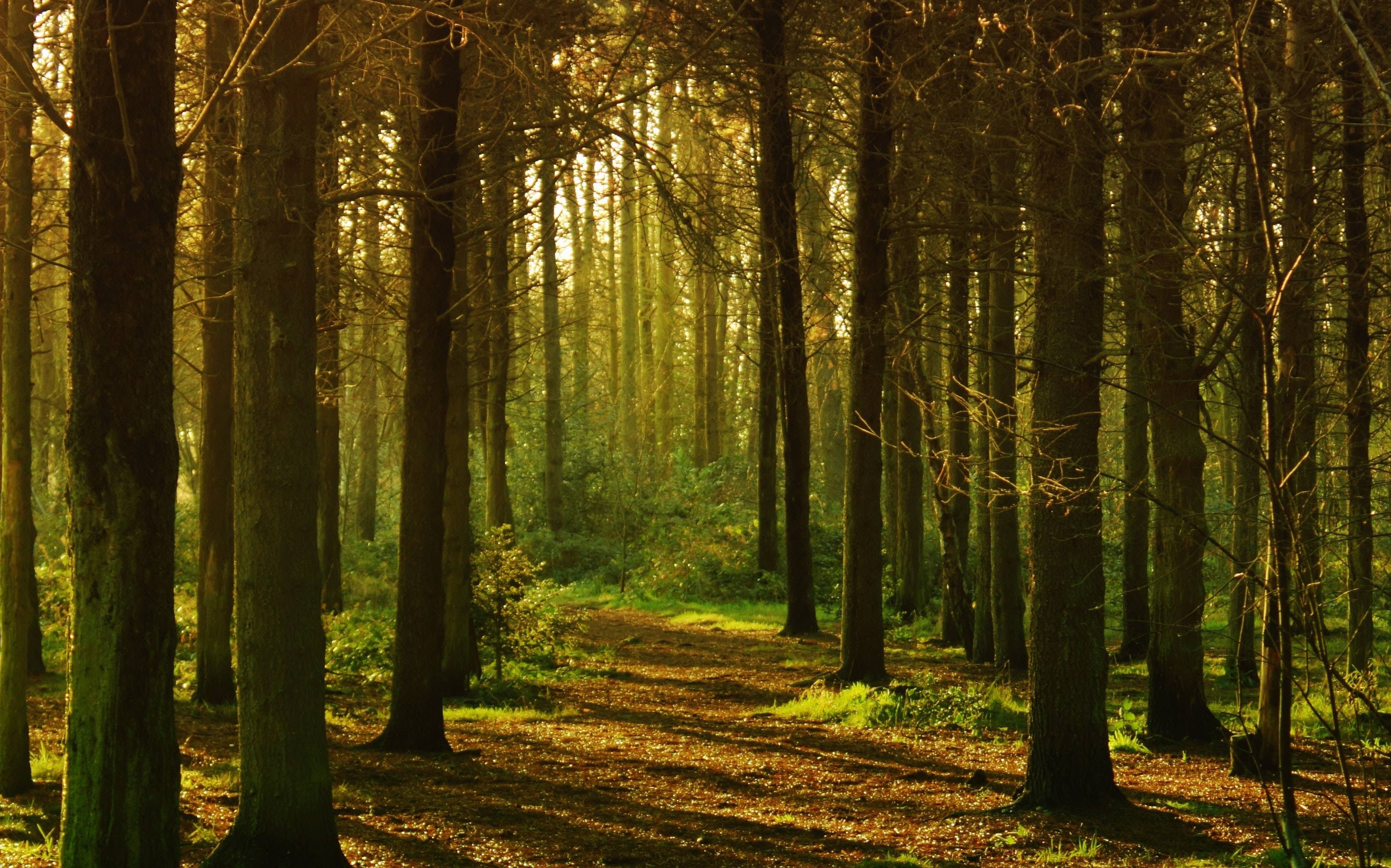 林中风景好正是赏花时