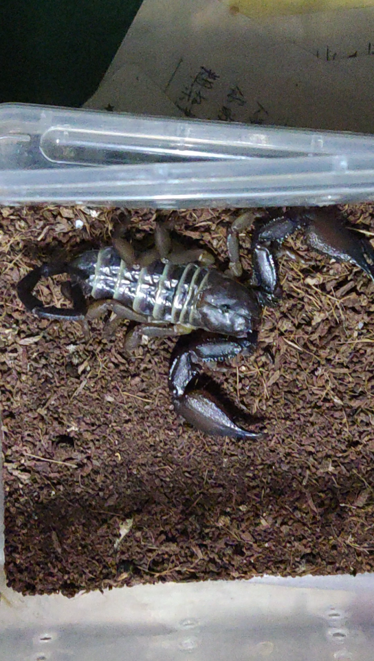 活动作品斑马扁石蝎