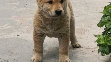 中华田园犬 大黄