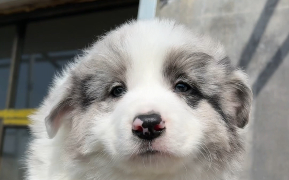 宠物市场淘个陨石边牧