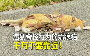 Video herunterladen: 🐱路上遇到流浪猫，这些信号要警惕⚠️