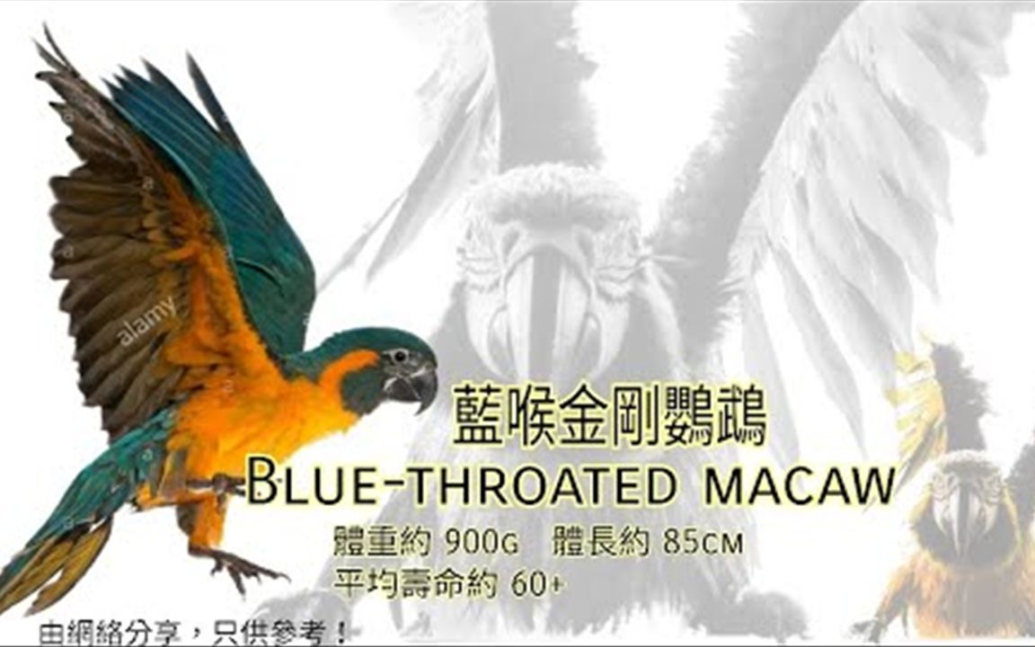 鹦鹉品种分享介绍 ~蓝喉金刚鹦鹉~ Bluethroated Macaw哔哩哔哩bilibili