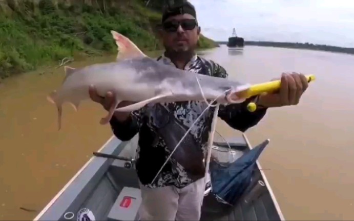 野外捕获的747鸭嘴梦幻品种