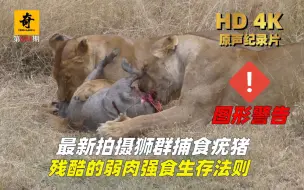 Download Video: 高清原声纪录片，最新拍摄狮群捕食疣猪，残酷的弱肉强食生存法则