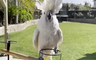 雨伞巴丹鹦鹉 哔哩哔哩 Bilibili 雨伞巴丹鹦鹉 哔哩哔哩 Bilibili