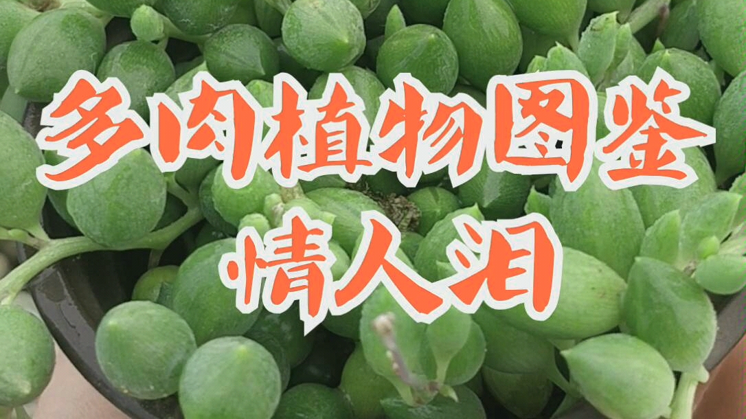 多肉植物图鉴情人泪哔哩哔哩bilibili