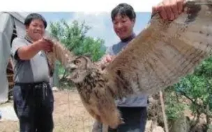 Скачать видео: 猫头鹰里的顶级战力 雕鸮