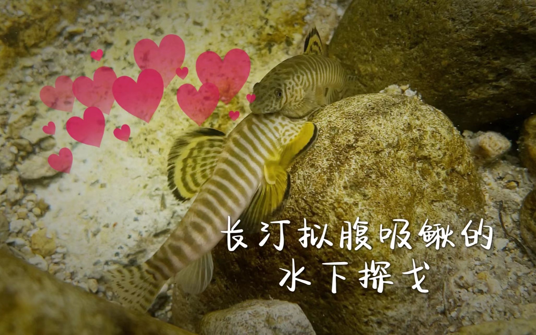 恋爱的感觉——长汀拟腹吸鳅的水下探戈