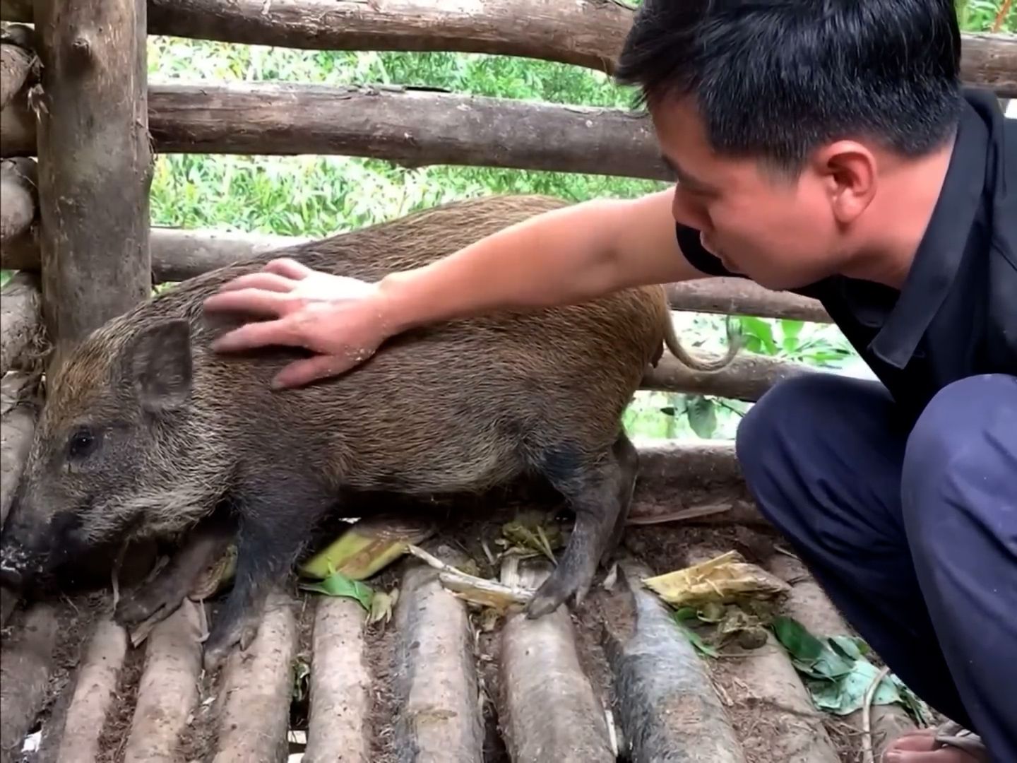 山中野猪出没,一个土坑陷阱就能捕获,将其训化成家猪的过程-云上纪录