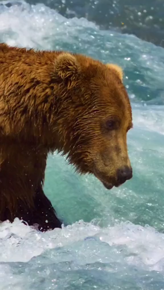 熊星人捉鱼的精彩瞬间