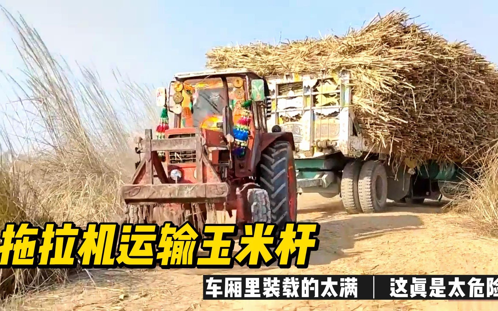 拖拉机运输玉米杆,车厢里装载的太满,这真是太危险了