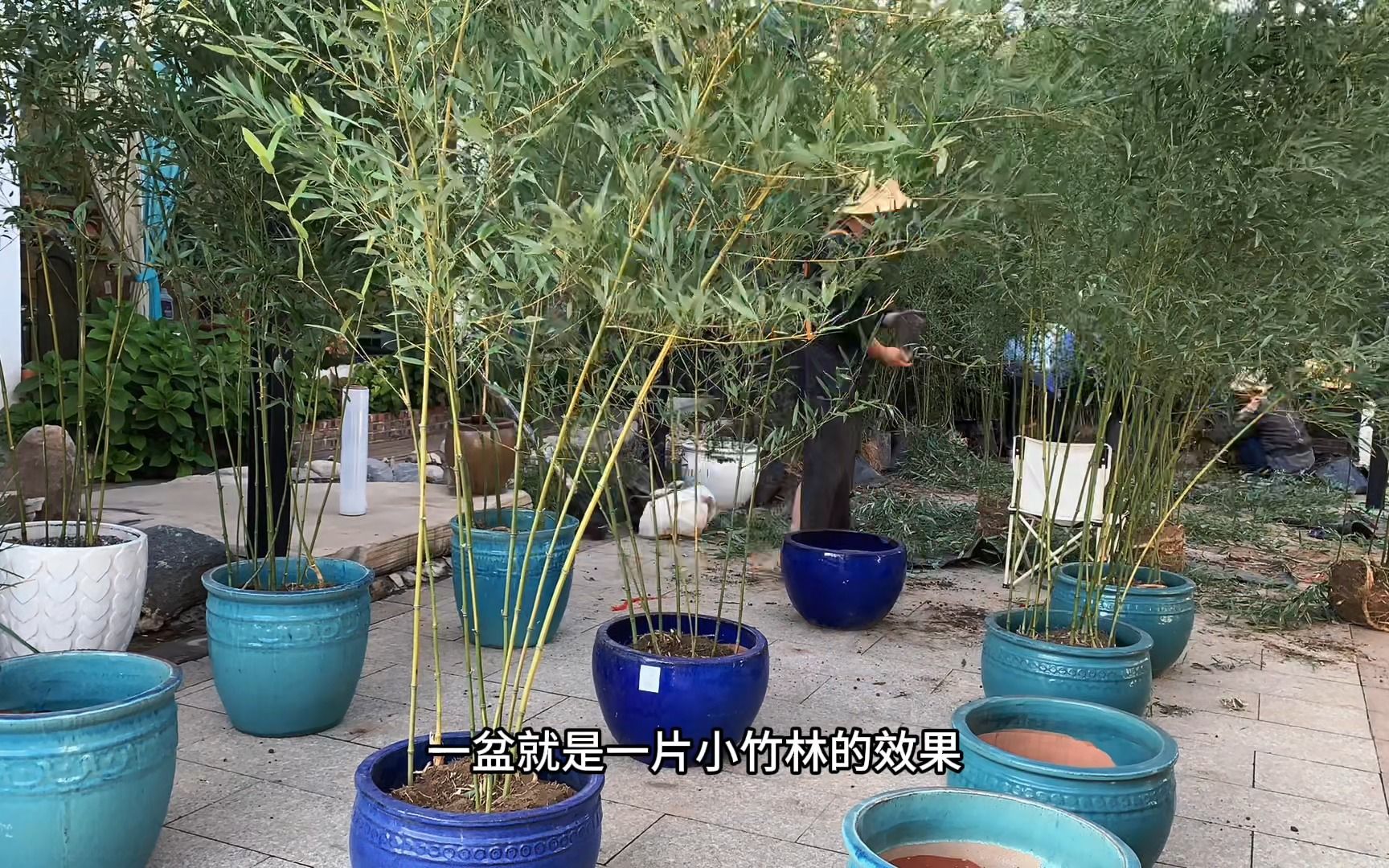 原土原盘冰翠竹最合理的种植方式哔哩哔哩bilibili