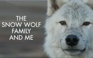 Download Video: 【纪录片】雪狼家庭和我-Snow Wolf Family And Me