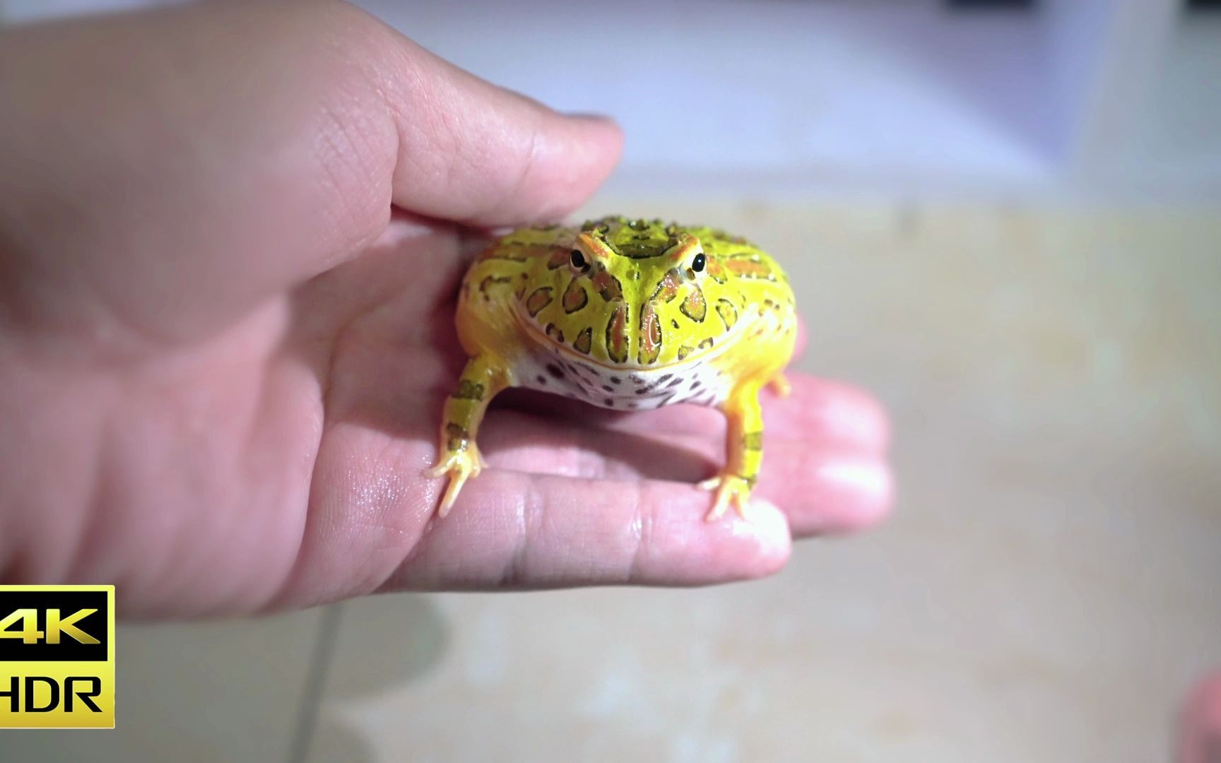 新手饲养的第一只钟角蛙