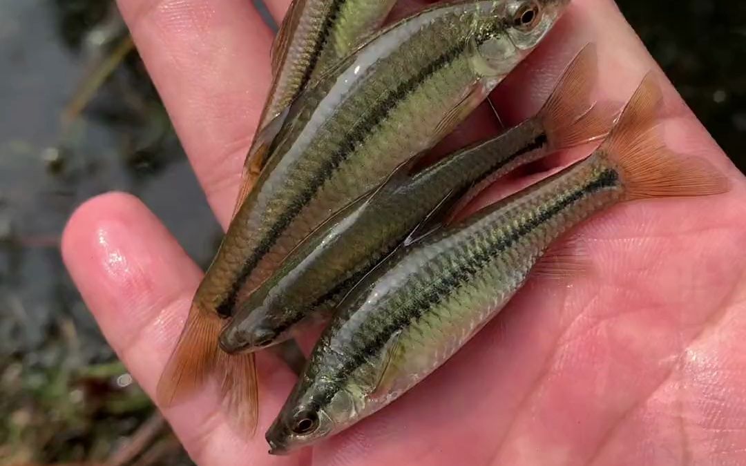 抓了一下午 鱼塘里都是一群群的小鱼!