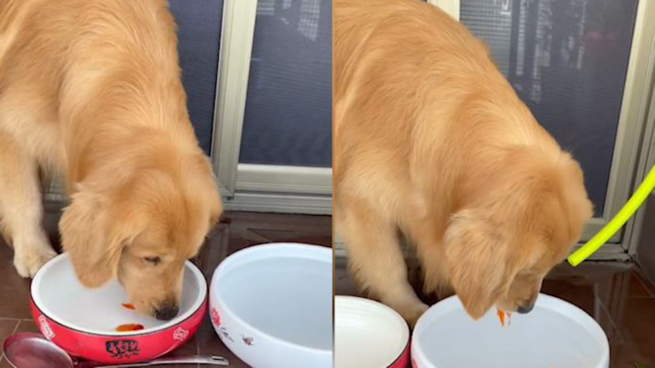 狗子嘴叼金鱼给其换水,换完之后还"打点氧",熟练操作令人捧腹_哔哩