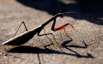 近拍螳螂啃食壁虎过程