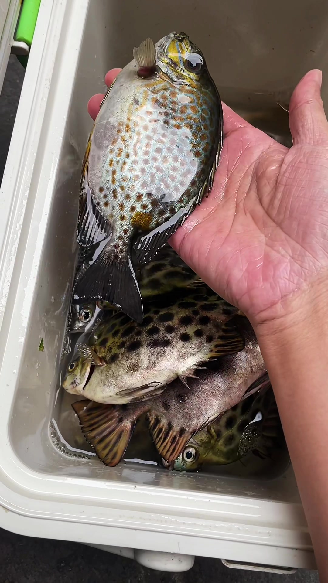 肥嘟嘟的金鼓鱼,怎么做才好吃