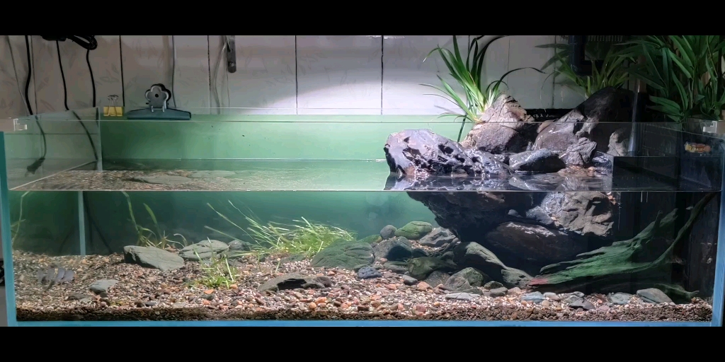 【溪流缸造景】这才是溪流缸的感觉!