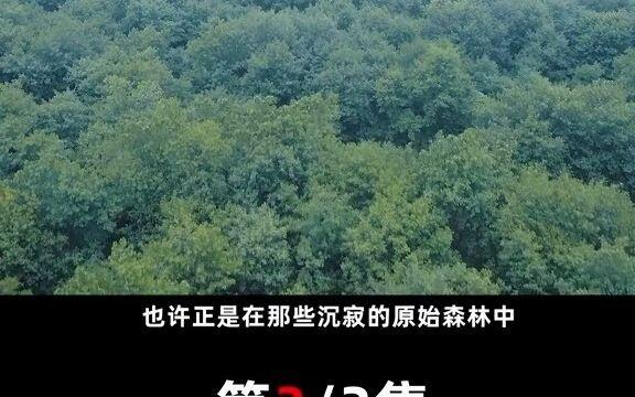 九头蛇柏电影图片