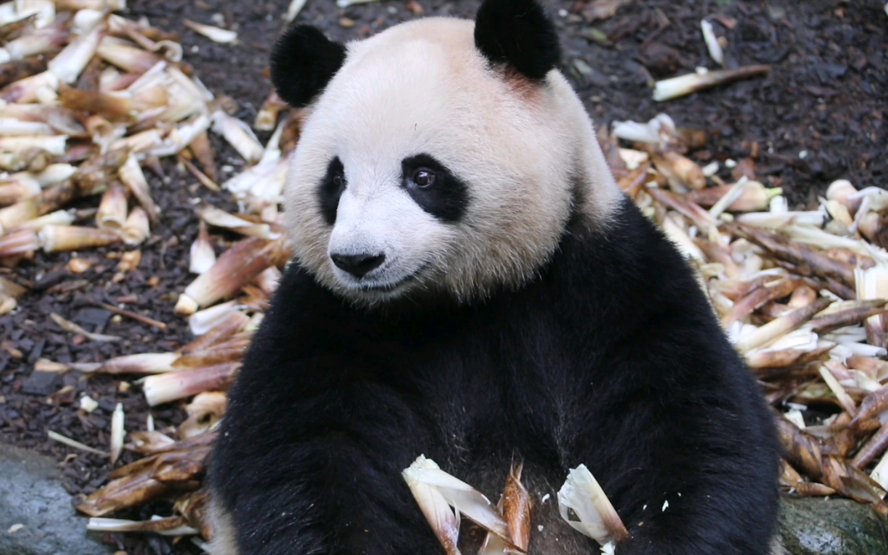【大熊猫梅兰】吃着笋笋的肉肉突然察觉要来新笋了露出机智的眼神