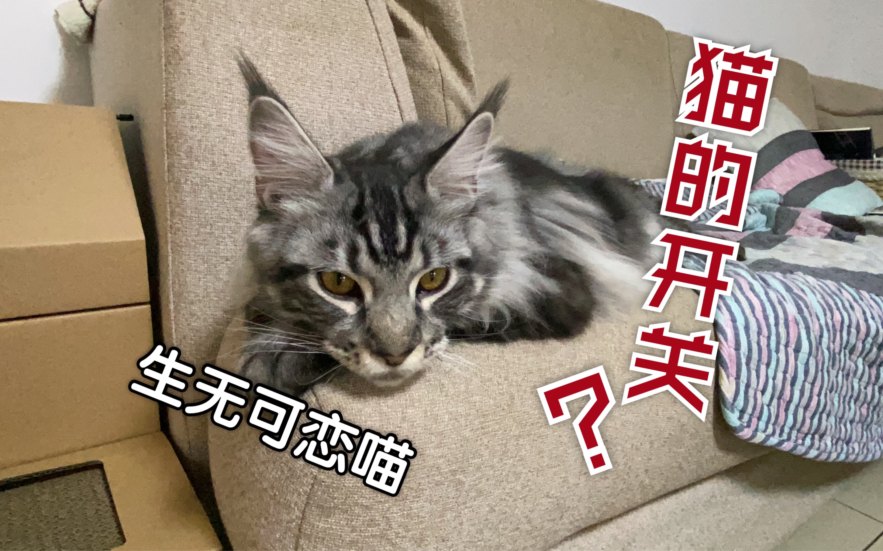 【缅因猫】网上说的猫的开关是真的吗?如果动猫的耳朵鼻子会有什么样的反应?薛定谔:这个人类好烦哔哩哔哩bilibili