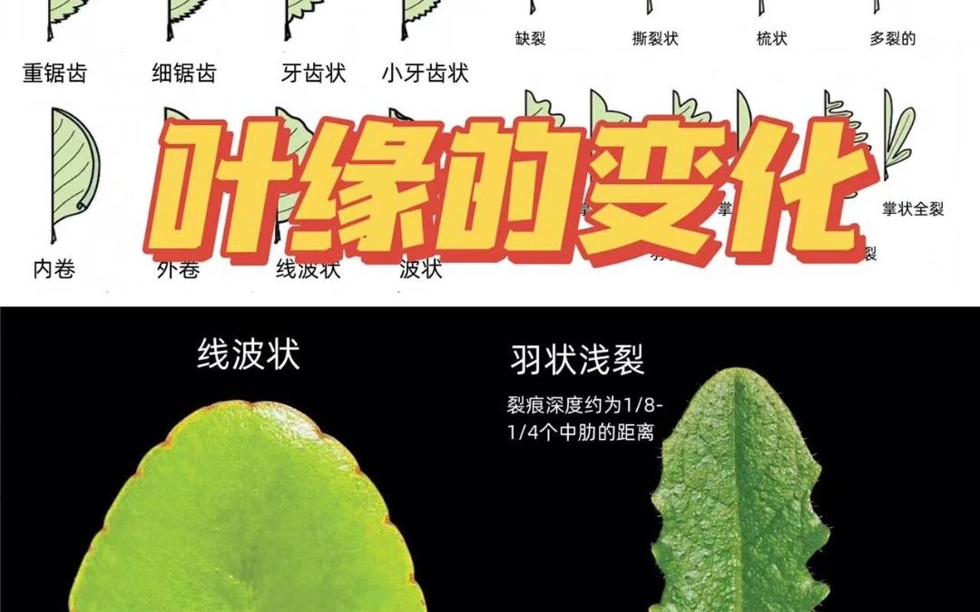 [图]认识植物|叶子-3|叶缘的变化