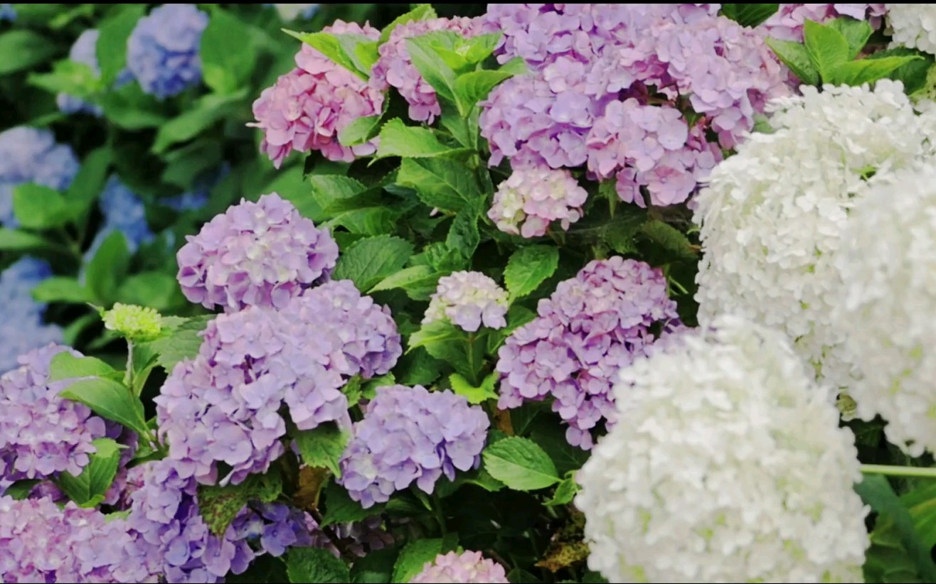 超清日本紫阳花日本水户市松本町保和苑紫阳花祭八仙花
