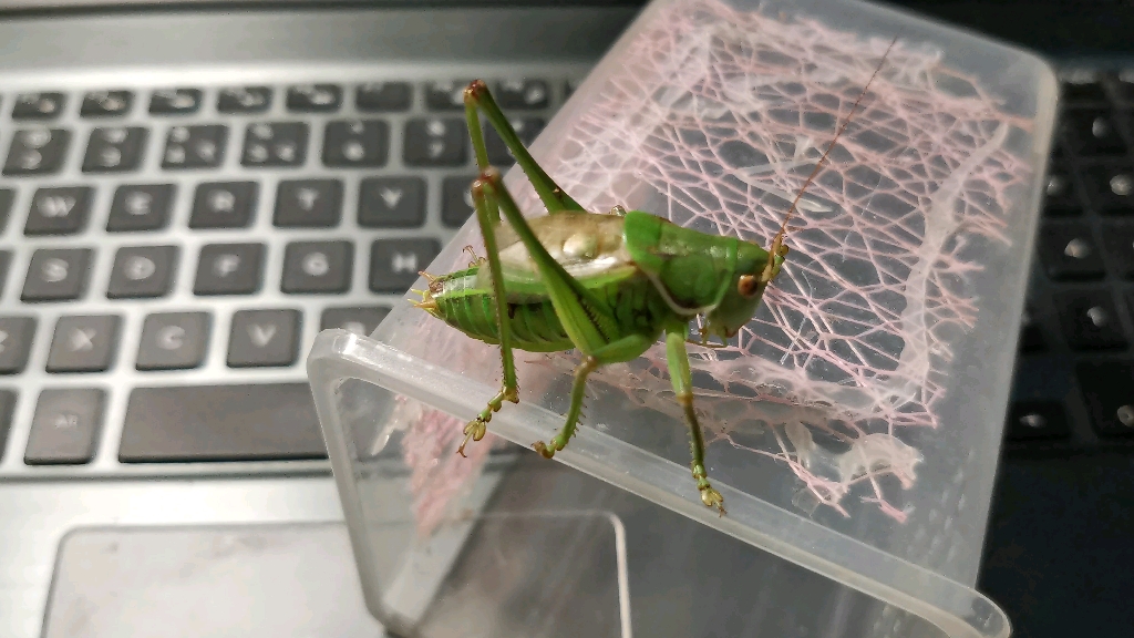 翡翠绿蝈蝈鸣叫